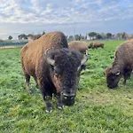 Gospodarstwo agroturystyczne Terra Dei Bisonti