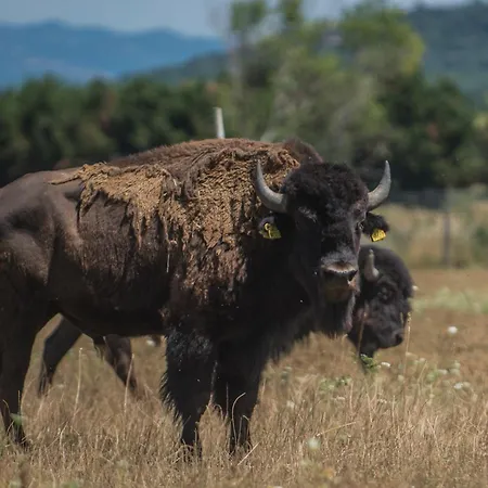 Terra Dei Bisonti Panicale