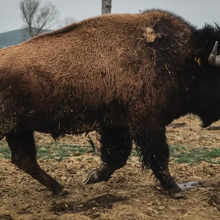 Agroturismo Terra Dei Bisonti Panicale