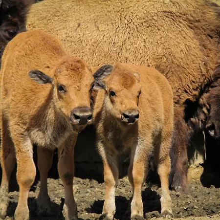 Terra Dei Bisonti *