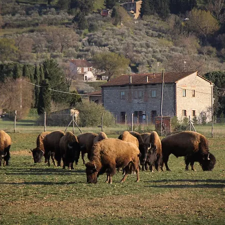 Terra Dei Bisonti Panicale