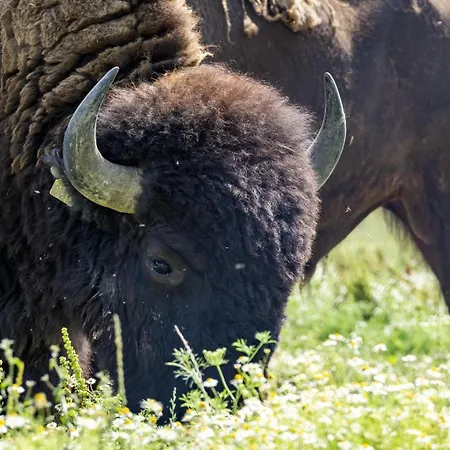 Terra Dei Bisonti *