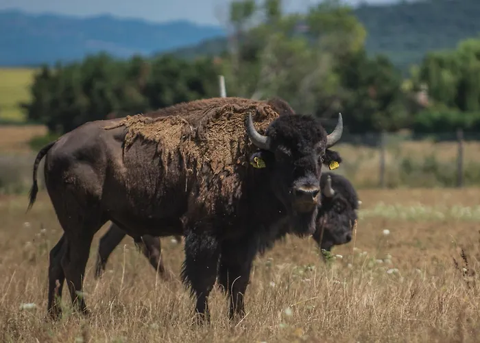 Terra Dei Bisonti Panicale