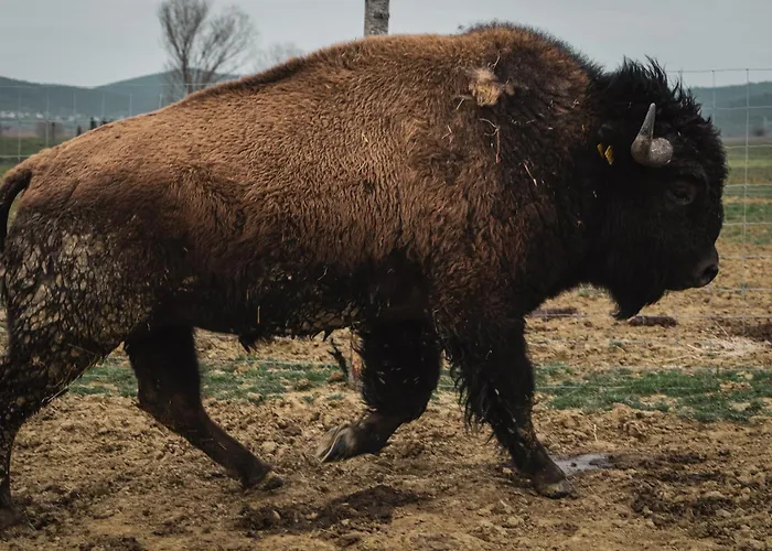 Alojamento de Turismo Rural Terra Dei Bisonti Panicale