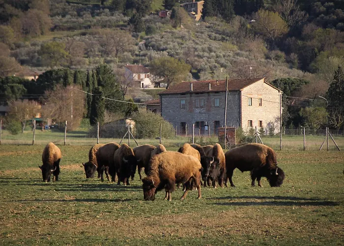 Terra Dei Bisonti Panicale