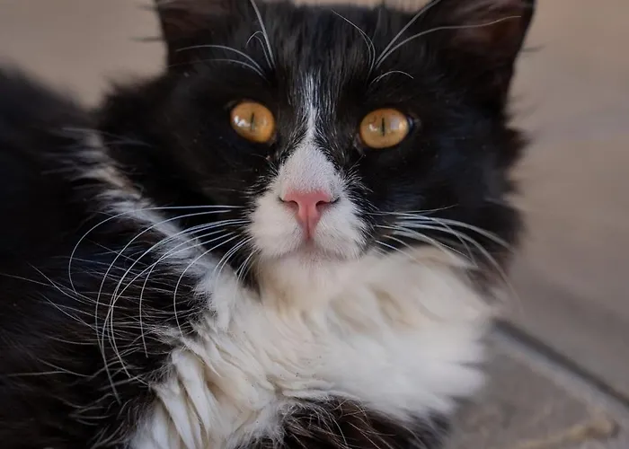 Farma Terra Dei Bisonti Panicale